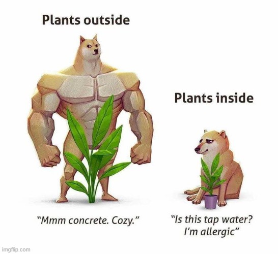 Plants outside v.s. Plants inside | image tagged in plants,summer | made w/ Imgflip meme maker