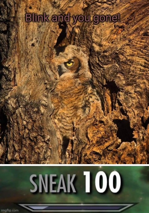 My font is Stealth Too! | Blink and you gone! | image tagged in sneak 100,font,owl,stealth | made w/ Imgflip meme maker