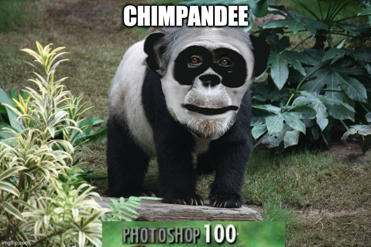 CHIMPANDEE | image tagged in photoshop,photoshop 100 | made w/ Imgflip meme maker
