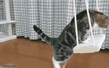 Cat swing - Imgflip