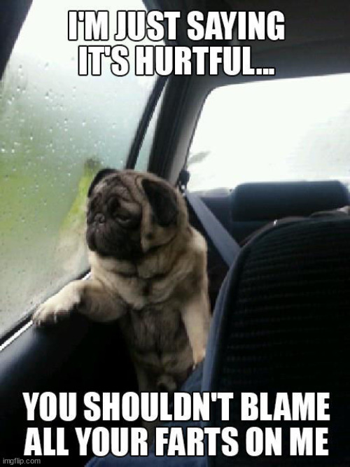 image tagged in dogs | made w/ Imgflip meme maker