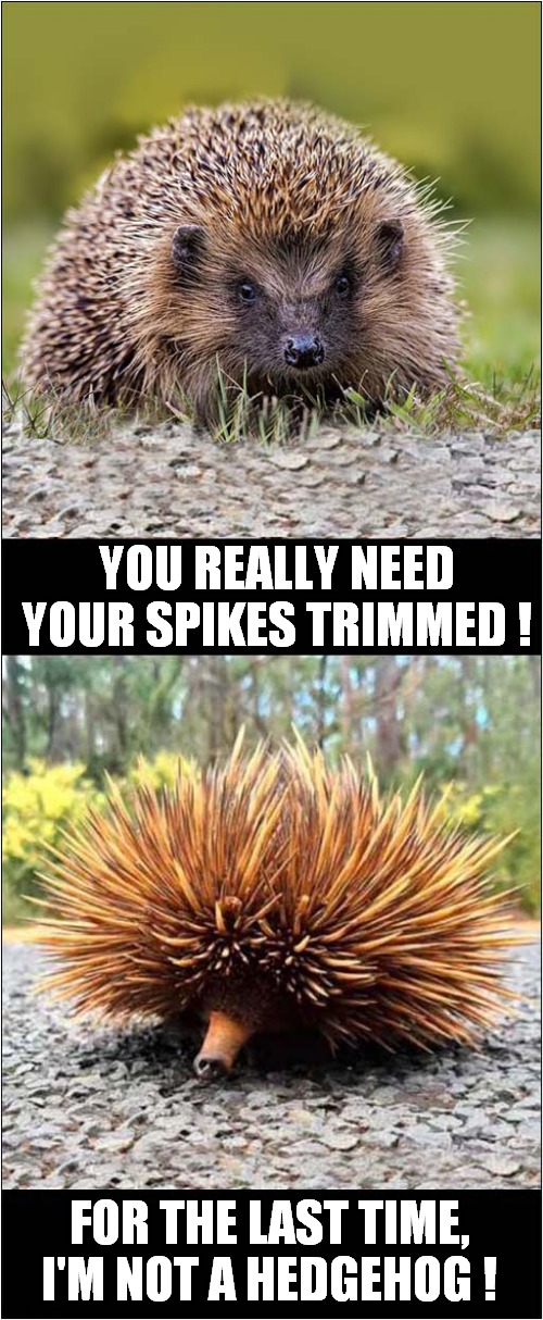 What Happened To You ? | YOU REALLY NEED YOUR SPIKES TRIMMED ! FOR THE LAST TIME,
I'M NOT A HEDGEHOG ! | image tagged in fun,haircut,hedgehog,echidna | made w/ Imgflip meme maker