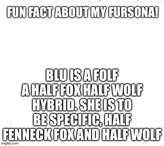 ^^ | BLU IS A FOLF A HALF FOX HALF WOLF HYBRID. SHE IS TO BE SPECIFIC, HALF FENNECK FOX AND HALF WOLF | image tagged in fun fact about my fursona | made w/ Imgflip meme maker