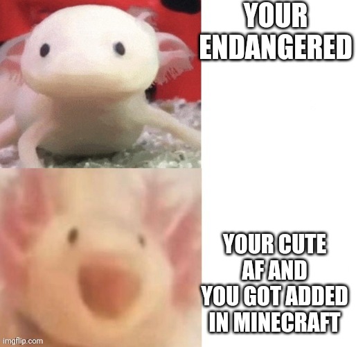 Axolotlzzz | YOUR ENDANGERED; YOUR CUTE AF AND YOU GOT ADDED IN MINECRAFT | image tagged in axolotl | made w/ Imgflip meme maker