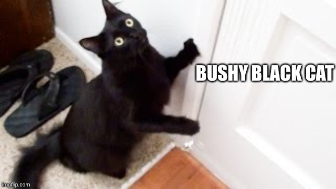 BUSHY BLACK CAT | image tagged in cats | made w/ Imgflip meme maker
