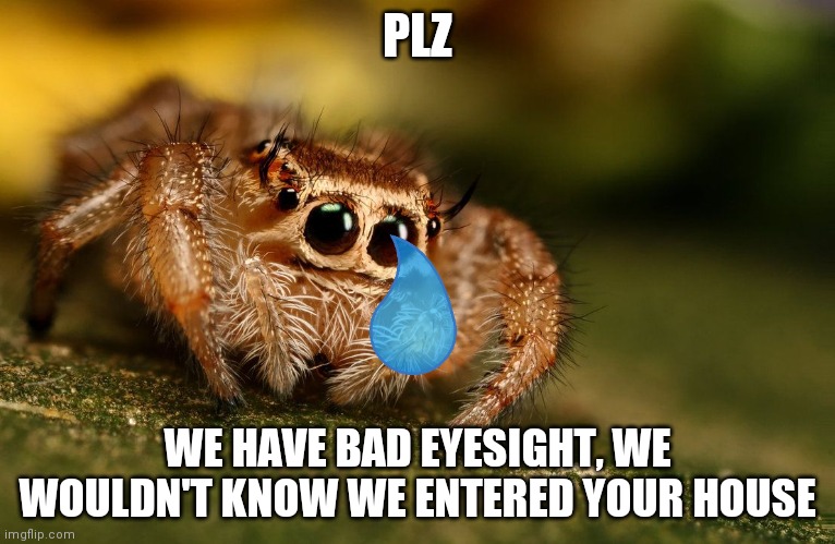 Sad Spider | PLZ WE HAVE BAD EYESIGHT, WE WOULDN'T KNOW WE ENTERED YOUR HOUSE | image tagged in sad spider | made w/ Imgflip meme maker