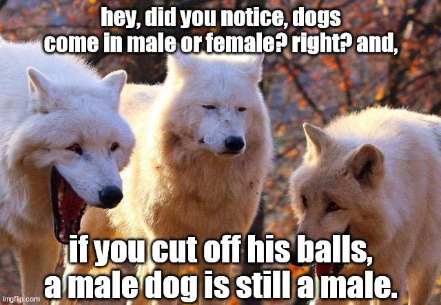 The Three Wolves | hey, did you notice, dogs come in male or female? right? and, if you cut off his balls, a male dog is still a male. | image tagged in the three wolves | made w/ Imgflip meme maker