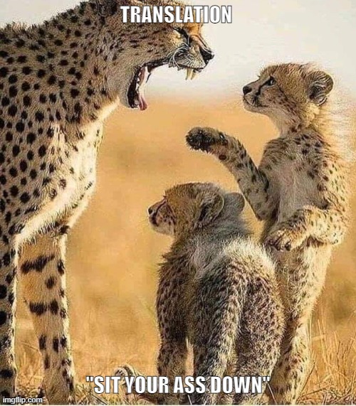 mad mom | TRANSLATION; "SIT YOUR ASS DOWN" | image tagged in moms,big cats,kids,funny memes,mad cat | made w/ Imgflip meme maker