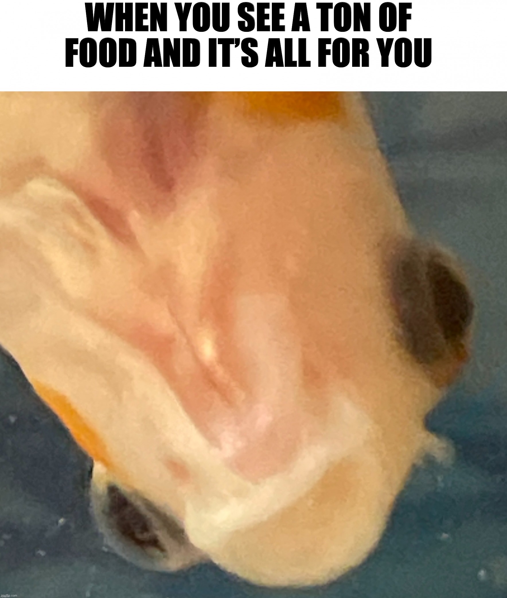 This is Yuki CONSTANTLY | WHEN YOU SEE A TON OF FOOD AND IT’S ALL FOR YOU | image tagged in yuki surprised,goldfish,yuki,wholesome,fish | made w/ Imgflip meme maker