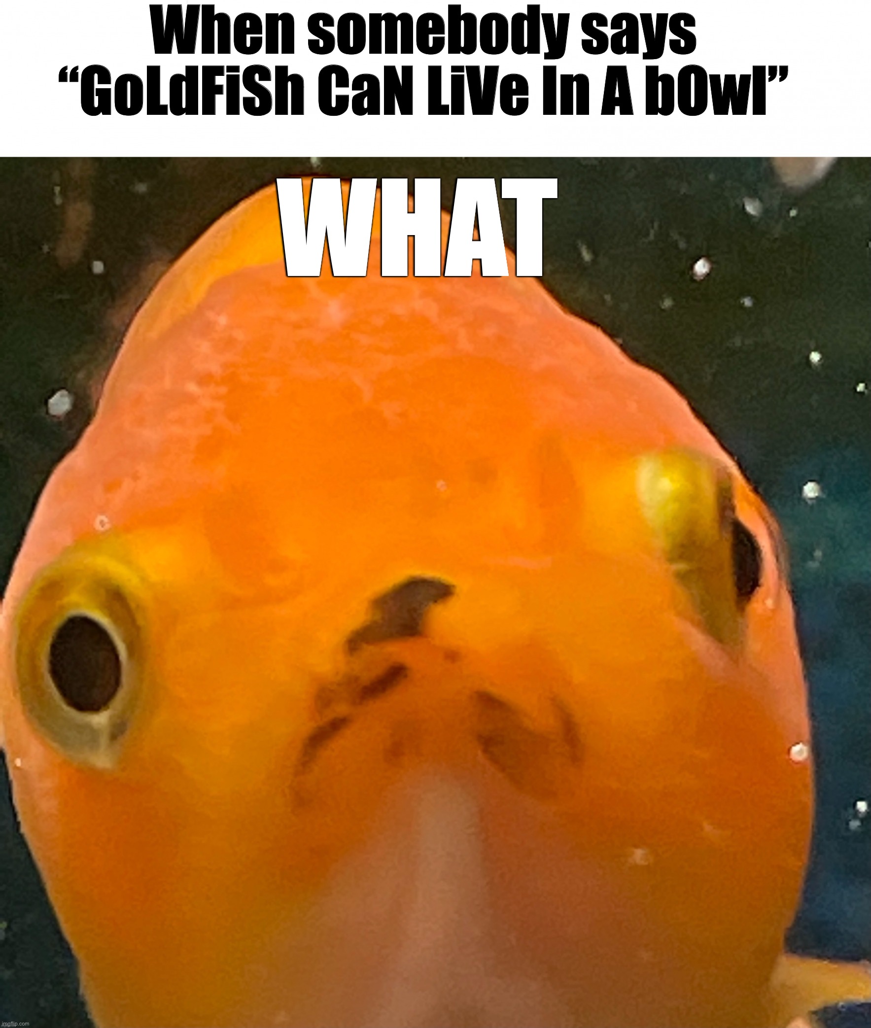 Inexperienced fishkeepers confuse Lion | When somebody says “GoLdFiSh CaN LiVe In A bOwl”; WHAT | image tagged in lion what,lion,cute,goldfish,wholesome | made w/ Imgflip meme maker