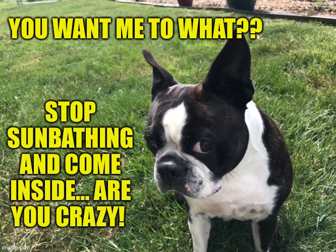 YOU WANT ME TO WHAT?? STOP SUNBATHING AND COME INSIDE… ARE YOU CRAZY! | image tagged in boston terrier,sunbathing,dog memes | made w/ Imgflip meme maker