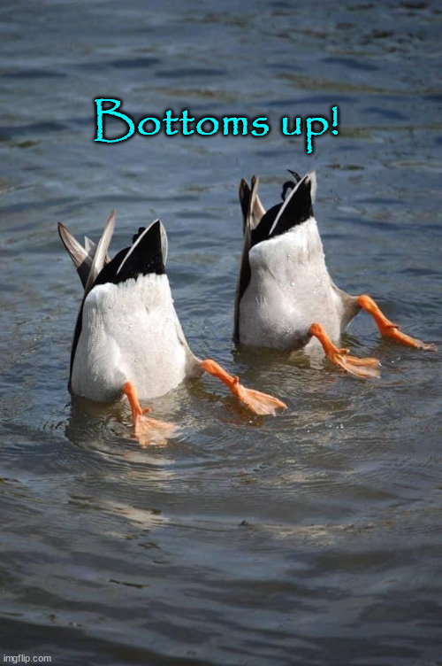 Bottoms up! | Bottoms up! | image tagged in ducks,duck tails | made w/ Imgflip meme maker