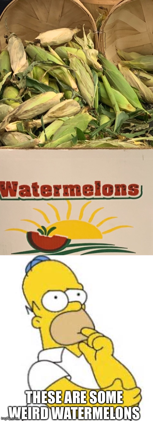 Watermelons? | THESE ARE SOME WEIRD WATERMELONS | image tagged in water,watermelon,corn | made w/ Imgflip meme maker