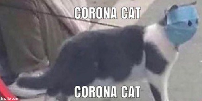 Corona Cat does whatever a Corona Cat can | image tagged in coronavirus,cat,corona cat | made w/ Imgflip meme maker