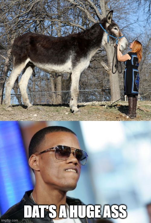 Mammoth Jackstock ass | DAT'S A HUGE ASS | image tagged in memes,dat ass,puns,donkey | made w/ Imgflip meme maker