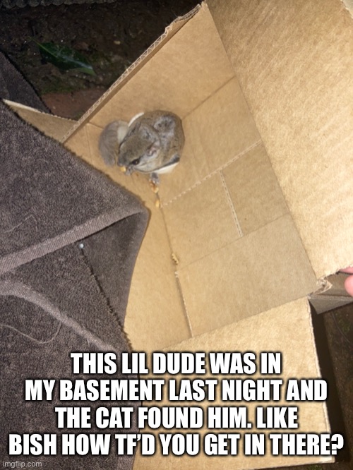 He was very scared | THIS LIL DUDE WAS IN MY BASEMENT LAST NIGHT AND THE CAT FOUND HIM. LIKE BISH HOW TF’D YOU GET IN THERE? | made w/ Imgflip meme maker