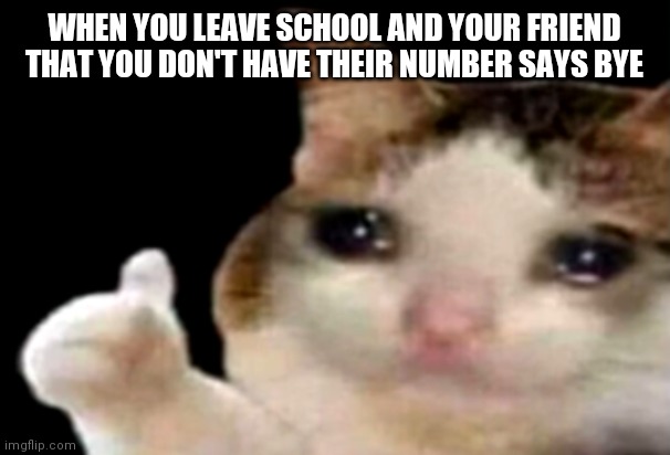 Sad cat thumbs up | WHEN YOU LEAVE SCHOOL AND YOUR FRIEND THAT YOU DON'T HAVE THEIR NUMBER SAYS BYE | image tagged in sad cat thumbs up | made w/ Imgflip meme maker