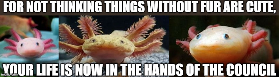 da axolotles | FOR NOT THINKING THINGS WITHOUT FUR ARE CUTE, YOUR LIFE IS NOW IN THE HANDS OF THE COUNCIL | image tagged in memes,cute,funny memes,lol | made w/ Imgflip meme maker