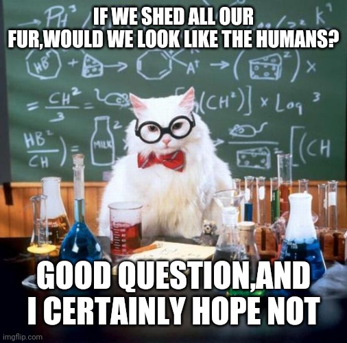 Chemistry Cat Meme | IF WE SHED ALL OUR FUR,WOULD WE LOOK LIKE THE HUMANS? GOOD QUESTION,AND I CERTAINLY HOPE NOT | image tagged in memes,chemistry cat | made w/ Imgflip meme maker