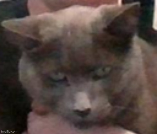 New meme template. Use as you will. | image tagged in soul,cat,cats,grumpy cat,dead inside | made w/ Imgflip meme maker