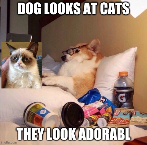 Lazy dog in bed | DOG LOOKS AT CATS; THEY LOOK ADORABL | image tagged in lazy dog in bed,grumpy cat | made w/ Imgflip meme maker