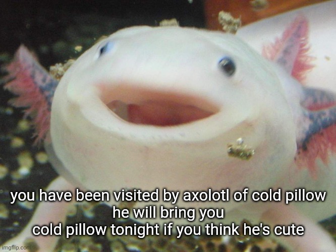 axolotl cute | you have been visited by axolotl of cold pillow
he will bring you cold pillow tonight if you think he's cute | image tagged in axolotl cute | made w/ Imgflip meme maker