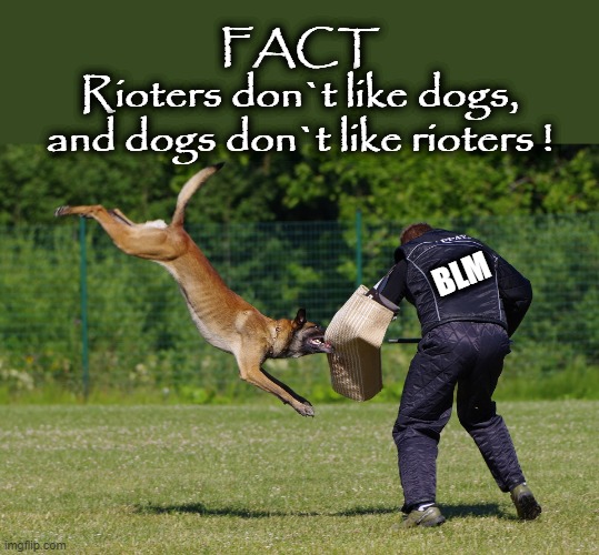 Rioters don`t like dogs ! | FACT
Rioters don`t like dogs,
and dogs don`t like rioters ! BLM | image tagged in police dogs | made w/ Imgflip meme maker