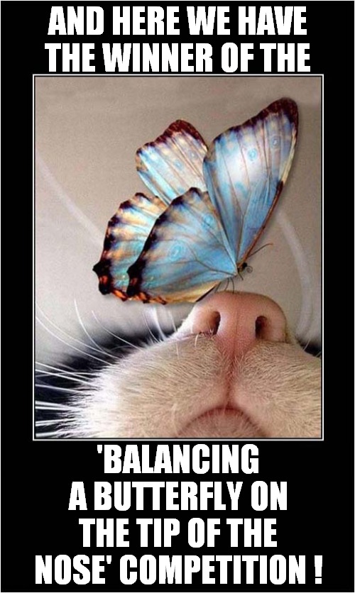 A Very Talented Cat ! | AND HERE WE HAVE THE WINNER OF THE; 'BALANCING A BUTTERFLY ON THE TIP OF THE NOSE' COMPETITION ! | image tagged in cats,butterfly,competition | made w/ Imgflip meme maker