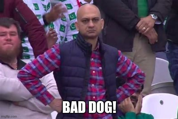 bald guy in stadium | BAD DOG! | image tagged in bald guy in stadium | made w/ Imgflip meme maker