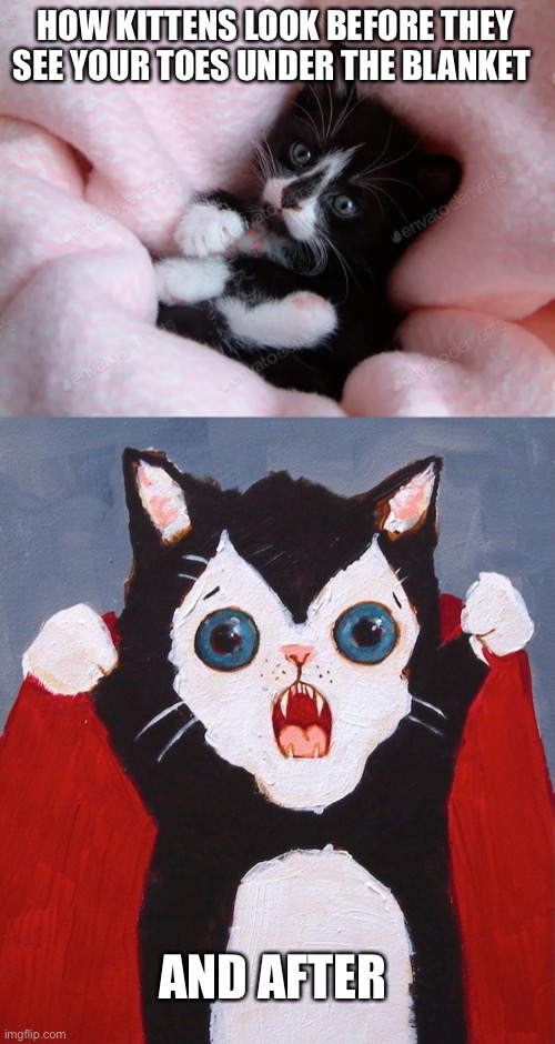 Vampire kittens | HOW KITTENS LOOK BEFORE THEY SEE YOUR TOES UNDER THE BLANKET; AND AFTER | image tagged in jokes,cute cat | made w/ Imgflip meme maker