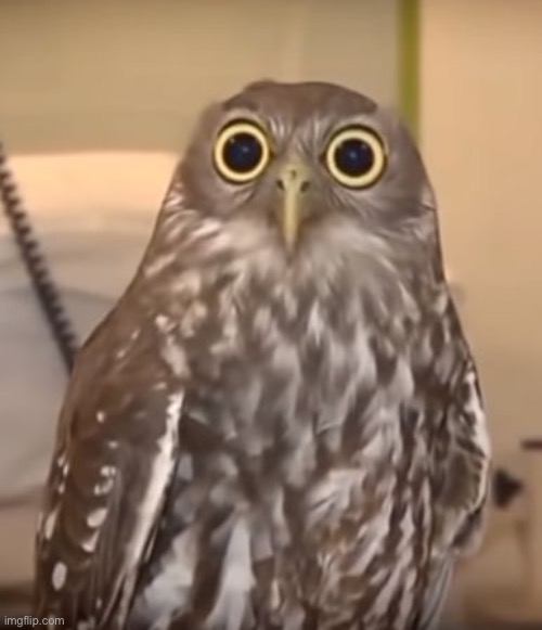owl-big-eyes | image tagged in owl-big-eyes | made w/ Imgflip meme maker