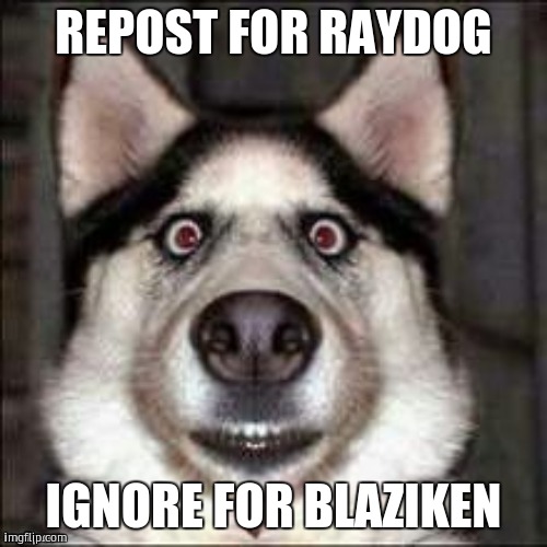 funni doggo | REPOST FOR RAYDOG; IGNORE FOR BLAZIKEN | image tagged in funni doggo | made w/ Imgflip meme maker