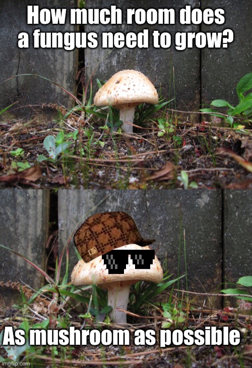 Dad jokes suck |  How much room does a fungus need to grow? As mushroom as possible | image tagged in mushroom,dad joke,bad memes,crappy memes | made w/ Imgflip meme maker