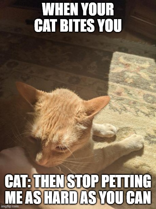 Why Cats Bite | WHEN YOUR CAT BITES YOU; CAT: THEN STOP PETTING ME AS HARD AS YOU CAN | image tagged in warrior cats,bite | made w/ Imgflip meme maker
