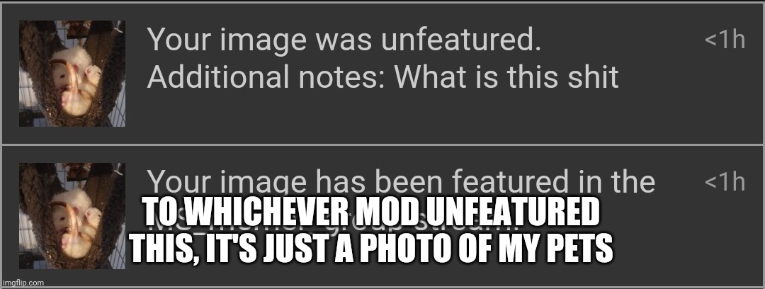 TO WHICHEVER MOD UNFEATURED THIS, IT'S JUST A PHOTO OF MY PETS | made w/ Imgflip meme maker