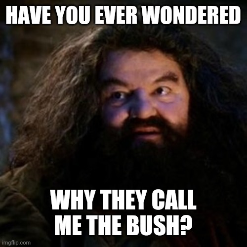 You're a wizard harry | HAVE YOU EVER WONDERED; WHY THEY CALL ME THE BUSH? | image tagged in you're a wizard harry | made w/ Imgflip meme maker