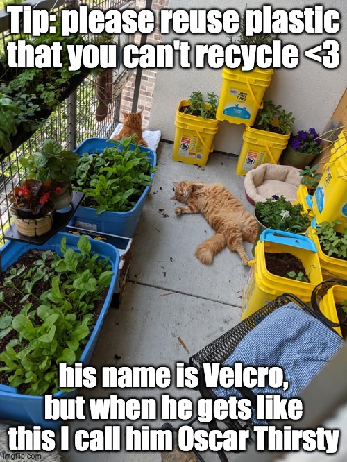 Oscar Thirsty | Tip: please reuse plastic that you can't recycle <3; his name is Velcro, but when he gets like this I call him Oscar Thirsty | image tagged in cats,oscars,show off | made w/ Imgflip meme maker