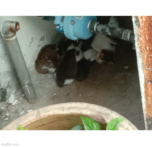 Kittens near mah neighbor's house | image tagged in kittens | made w/ Imgflip meme maker
