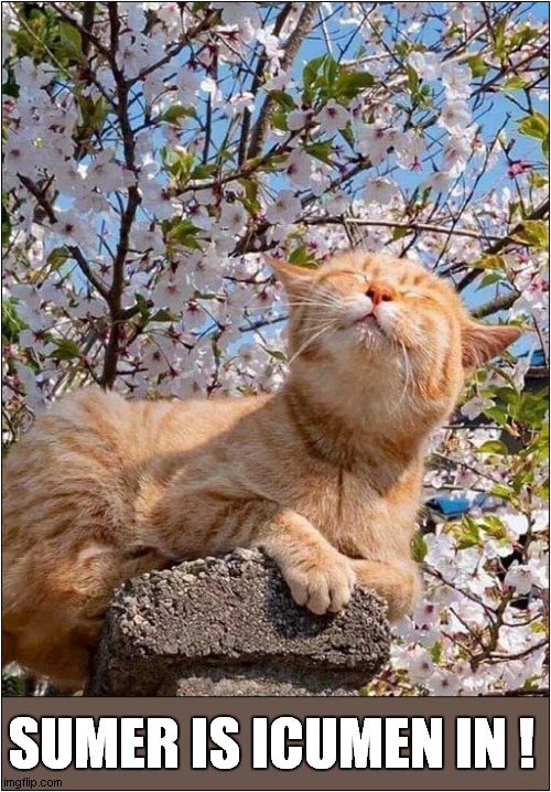 Here Comes Summer ! | SUMER IS ICUMEN IN ! | image tagged in cats,smiling cat,summer,blossom,middle english | made w/ Imgflip meme maker