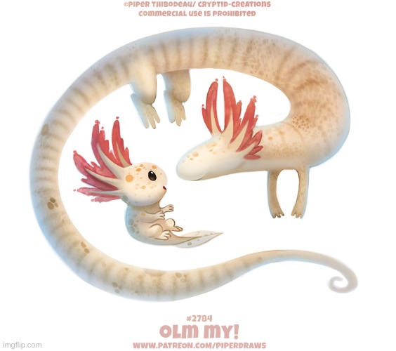 Olm (Cave Salamander) And Axolotl | image tagged in axolotl,olm,salamander | made w/ Imgflip meme maker