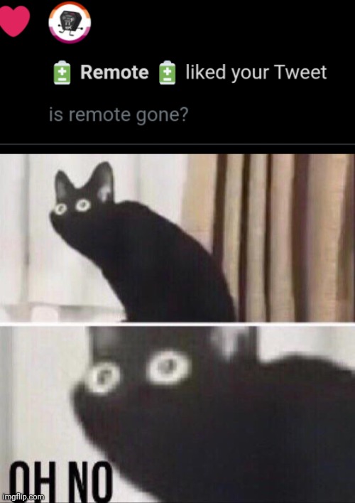 nononononononononononono | image tagged in oh no cat | made w/ Imgflip meme maker