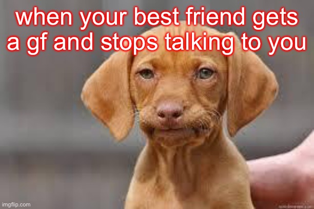 p a i n | when your best friend gets a gf and stops talking to you | image tagged in disappointed dog | made w/ Imgflip meme maker