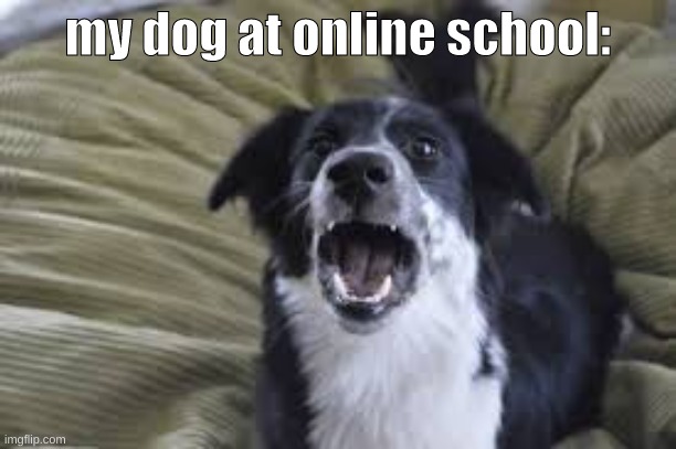 my dog at online school | my dog at online school: | image tagged in online school,dog,barking | made w/ Imgflip meme maker