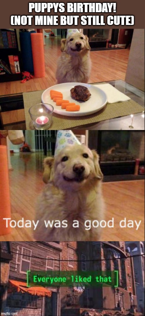 PUPPYS BIRTHDAY! (NOT MINE BUT STILL CUTE) | image tagged in everyone liked that,doggo,cute | made w/ Imgflip meme maker