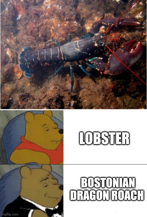 LOBSTER; BOSTONIAN DRAGON ROACH | image tagged in memes,tuxedo winnie the pooh | made w/ Imgflip meme maker
