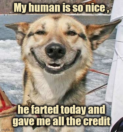 A Dog's life | My human is so nice , he farted today and gave me all the credit | image tagged in happy dog,i see what you did there,blame canada,it wasn't me | made w/ Imgflip meme maker