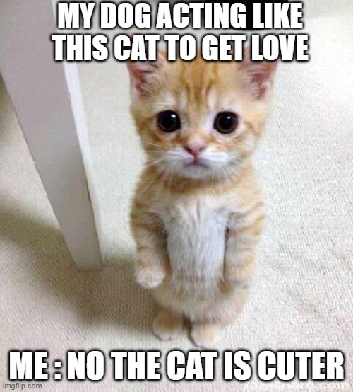 Cute Cat | MY DOG ACTING LIKE THIS CAT TO GET LOVE; ME : NO THE CAT IS CUTER | image tagged in memes,cute cat | made w/ Imgflip meme maker
