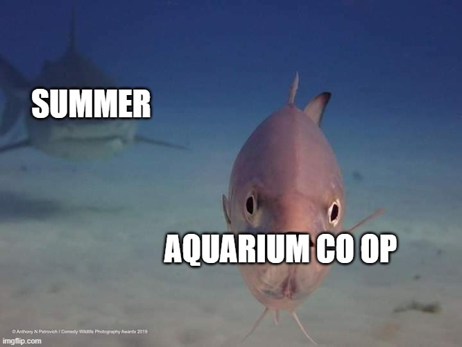 Truly heartbreaking 💔 press F to pay respects @coorslight #shrimp #meme  #fyp #aquarium #pet