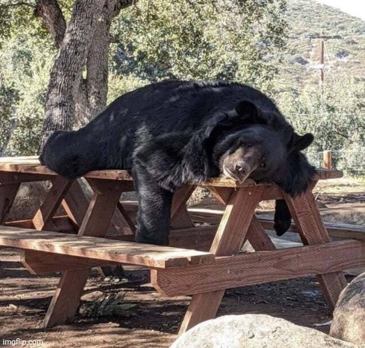 After the Picnic | image tagged in how about no bear,hey you going to sleep,eating,too much | made w/ Imgflip meme maker