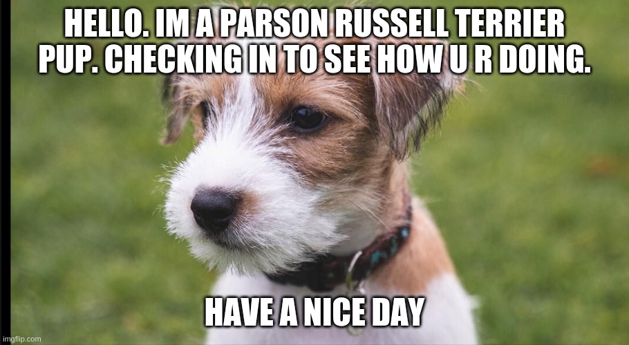 This is not my dog but I do have a Parson Russell Terrier puppy like him. :) | HELLO. IM A PARSON RUSSELL TERRIER PUP. CHECKING IN TO SEE HOW U R DOING. HAVE A NICE DAY | image tagged in cute,animals,dogs,memes,oh wow are you actually reading these tags | made w/ Imgflip meme maker